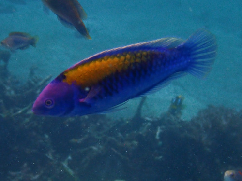 Oranjerug-feeenlipvis (Cirrhilabrus aurantidorsalis) — Labridae