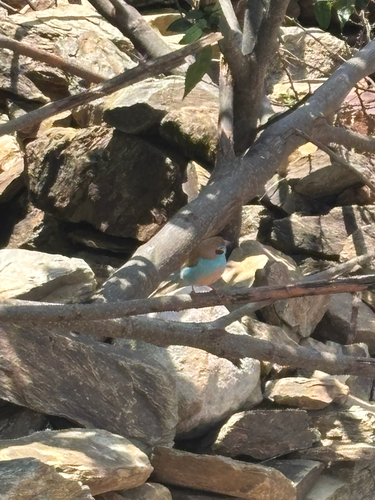 Red-cheeked Cordonbleu