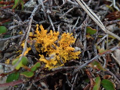 Teloschistes velifer