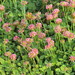 Trifolium riograndense - Photo ללא זכויות יוצרים, הועלה על ידי Fernando Sessegolo