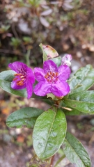 Rhododendron lepidotum