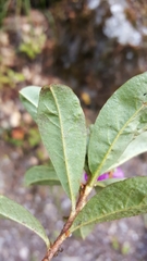 Rhododendron lepidotum