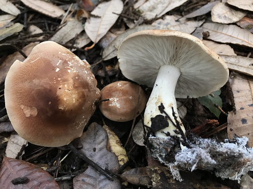 Bitter Brown Leucopax