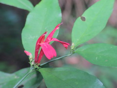 Justicia brasiliana