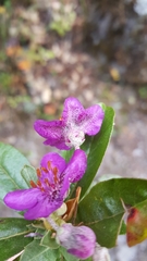 Rhododendron lepidotum
