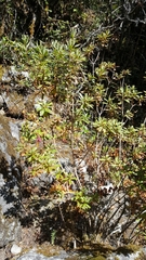 Rhododendron lepidotum