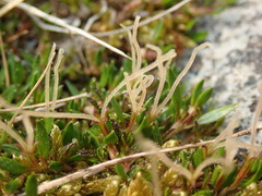 Coprosma atropurpurea