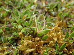 Coprosma atropurpurea