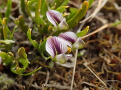 Carmichaelia corrugata