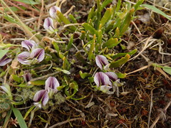 Carmichaelia corrugata