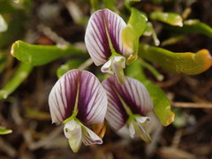 Carmichaelia corrugata