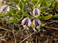 Carmichaelia corrugata