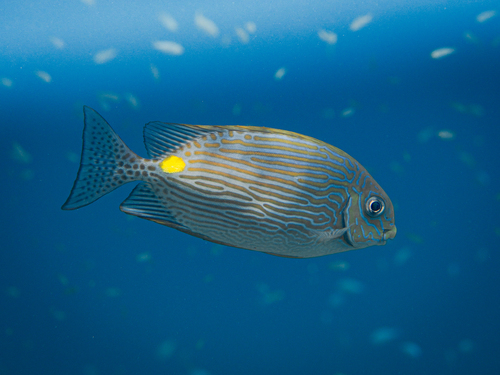 bronze-lined spinefoot — seen at this dive site