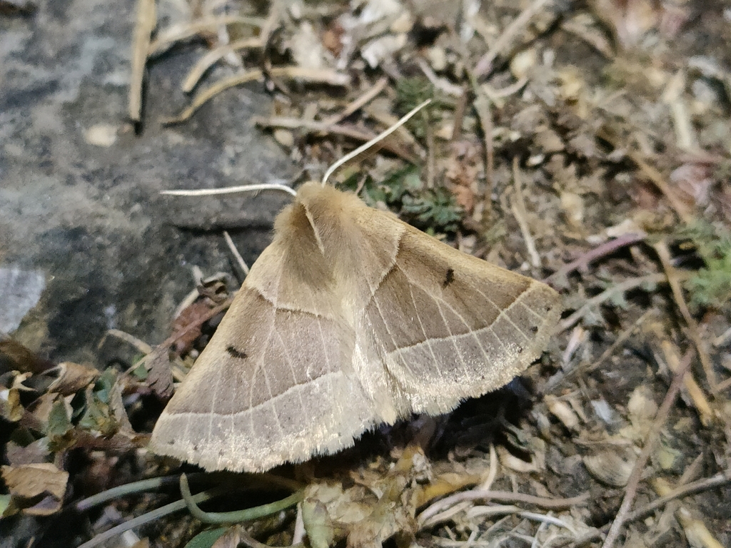 Crocallis albarracina