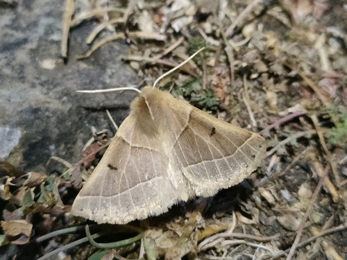 Crocallis albarracina