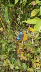 Heliophorus androcles