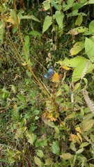 Heliophorus androcles