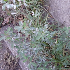 Melilotus
