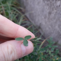 Melilotus