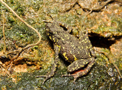 Leptophryne javanica