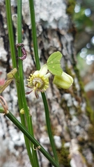 Passiflora allantophylla