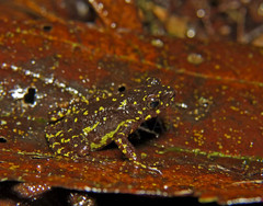 Leptophryne javanica