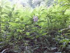 Platanthera peramoena