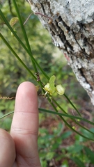 Passiflora allantophylla