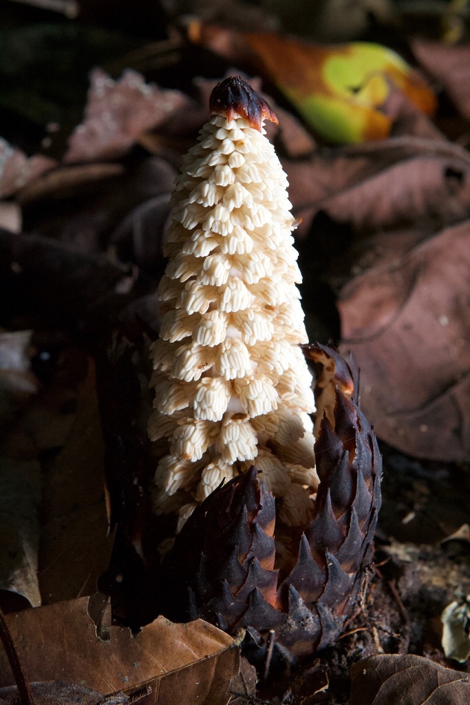 Lophophytum mirabile