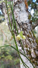 Passiflora allantophylla