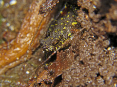 Leptophryne javanica