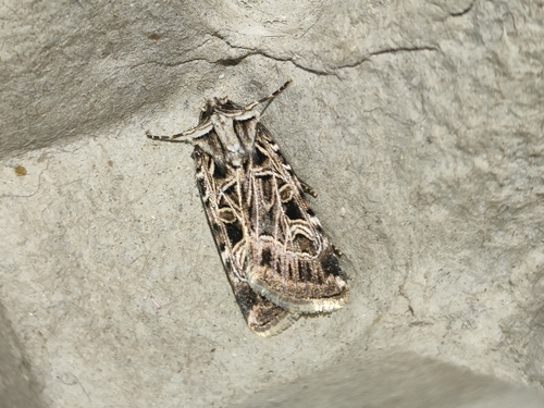 Chersotide élégante (La)