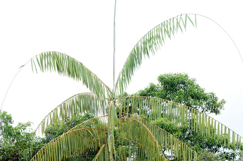 Manan rattan palm (Calamus manan)
