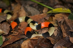 Bolivian Coral Snake photo 2