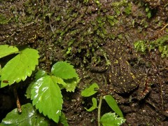 Leptophryne javanica