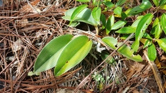 Acianthera johnsonii