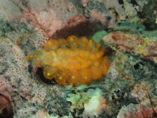 Limacia ornata