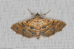 Ommatospila narcaeusalis