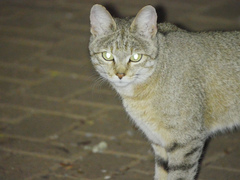 Felis lybica cafra