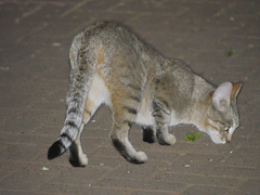 Felis lybica cafra