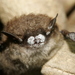 White Nose Syndrome - Photo (c) Microbe World, some rights reserved (CC BY-NC-SA)