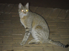 Felis lybica cafra