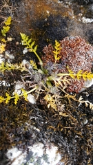 Cortia depressa