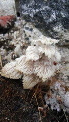 Eriophyton wallichii