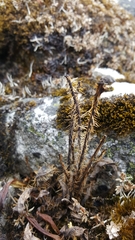 Meconopsis horridula
