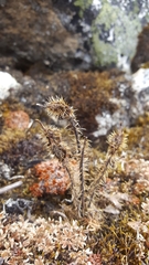 Meconopsis horridula