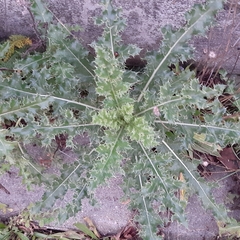 Cirsium arvense