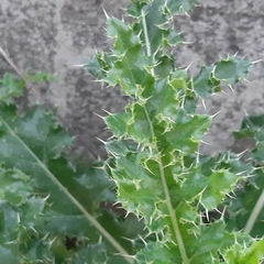Cirsium arvense