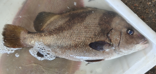 Black fin javelinfish (Hapalogenys nigripinnis) — Hapalogenyidae — 2