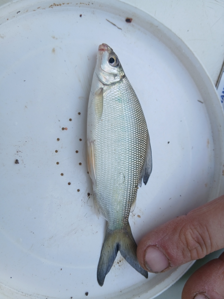 Chessa (Distichodus schenga) — Distichodontidae